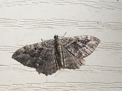 Rheumaptera meadii