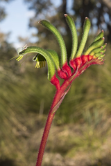 Anigozanthos manglesii