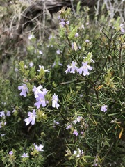 Westringia eremicola