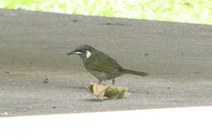 Meliphaga lewinii mab