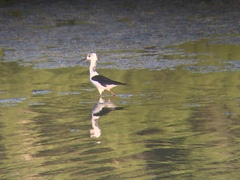 Himantopus leucocephalus