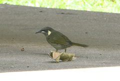 Meliphaga lewinii mab