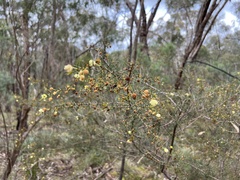 Acacia ulicifolia