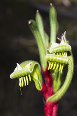 Anigozanthos manglesii