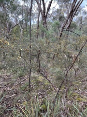 Acacia ulicifolia