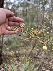 Acacia ulicifolia