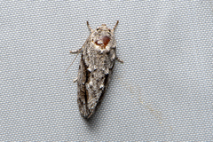 Agriophara confertella