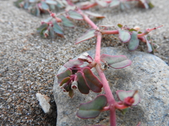 Euphorbia peplis