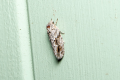 Agriophara confertella