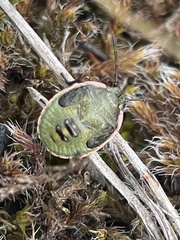 Chlorochroa