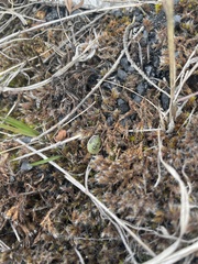 Chlorochroa