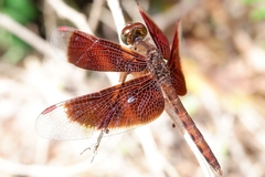 Neurothemis fluctuans