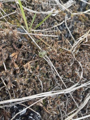 Chlorochroa