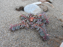 Euphorbia peplis