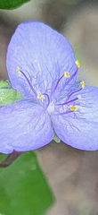 Tradescantia ohiensis
