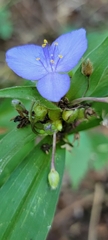 Tradescantia ohiensis