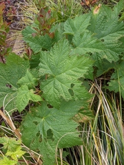 Rubus leucodermis