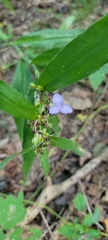 Tradescantia ohiensis