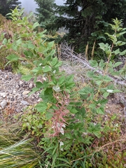 Rubus leucodermis