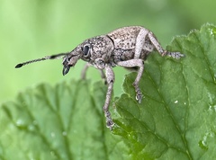 Leptopius robustus