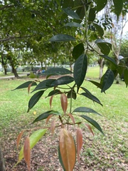Elaeocarpus mastersii