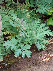 Dicentra formosa