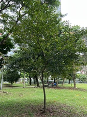 Elaeocarpus mastersii