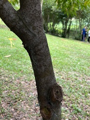 Elaeocarpus mastersii