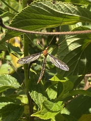 Nephrotoma australasiae