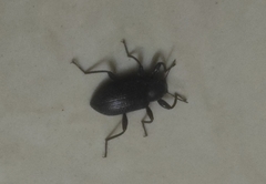 Tenebrioninae