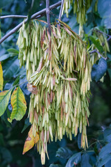Fraxinus americana