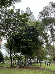 Pometia pinnata