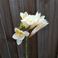 Freesia leichtlinii