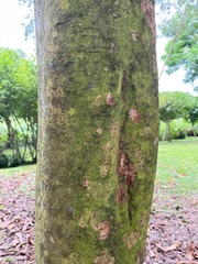 Pometia pinnata