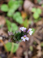 Euphrasia