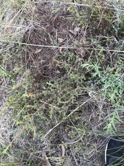Pultenaea procumbens