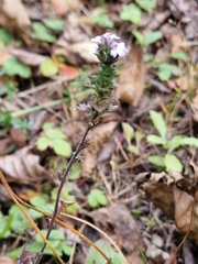 Euphrasia