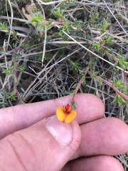 Pultenaea procumbens