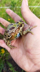 Gastrotheca