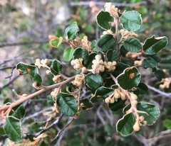 Pomaderris paniculosa