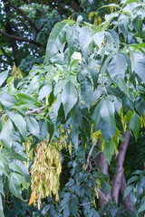 Fraxinus americana