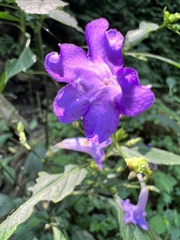 Strobilanthes formosana