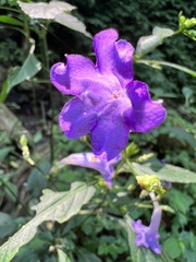 Strobilanthes formosana