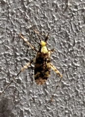 Phytocoris