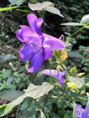 Strobilanthes formosana