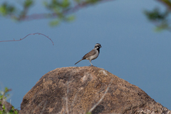 Amphispiza bilineata