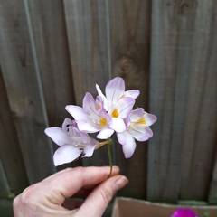 Freesia leichtlinii