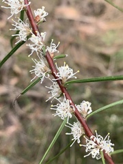 Hakea ulicina