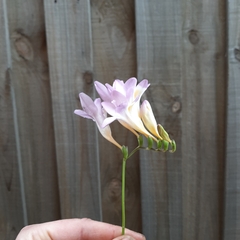 Freesia leichtlinii