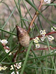 Hakea ulicina